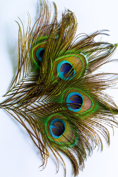 Macro Peacock Feathers On White Background,Clothing And Home Decoration. Peacock Feather On White Background.