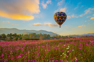 Views of flower fields and beautiful balloons in the sky,The beautiful landscape of the flower...