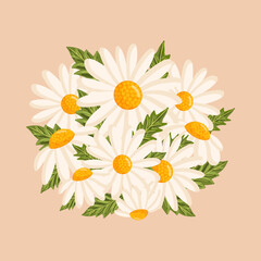 Chamomile flowers and their leaves. Botanical vector isolated illustration for postcard, poster, ad, decor, fabric and other uses.