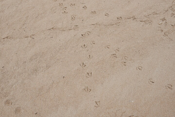 Set of seagull footprints on the sand of the beach