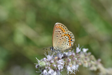 Fototapeta na wymiar The silver-studded blue Plebejus argus. Common blue butterfly female on wild mint