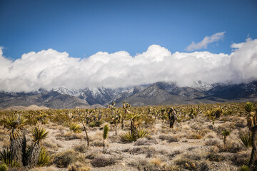 Dense storm clouds at the tops of snow covered peaks in Pahrump Nevada in beautiful Joshua tree forest