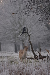 some fallow deer in a field covered in hoar frost