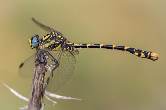 Libelula (Onychogomphus uncatus)