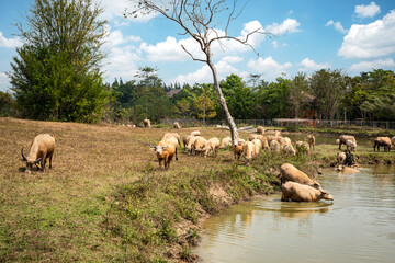 A large herd of albino buffalo