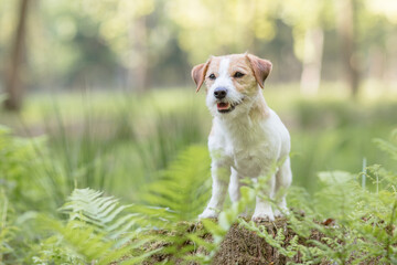 Hund, Terrier in der Natur beim Freilauf, Sommer
