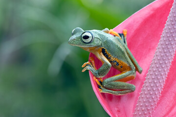 Tree frog on red bud, Gliding frog (Rhacophorus reinwardtii) sitting on red bud, Javan tree frog on green leaf, Indonesian tree frog