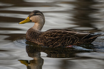 duck on the water