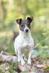 Hund, Terrier bei einem Ausflug im Wald, Sommer