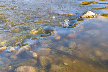 morning in autumn, sunrise on the Neman River
