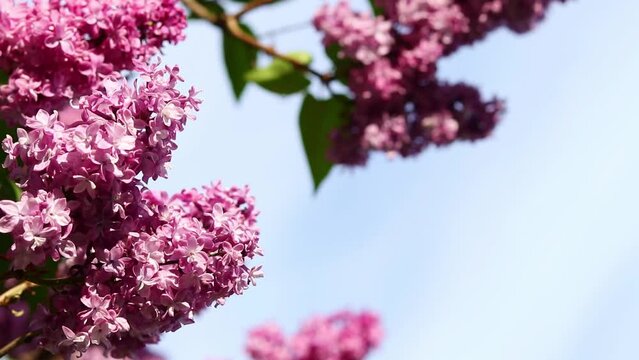 Beautiful lilac flowers are swaying on the wind against sky. Selective focus. Spring nature