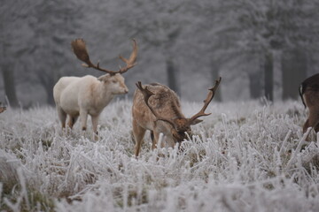 Naklejka na ściany i meble some fallow deer in a field covered in hoar frost