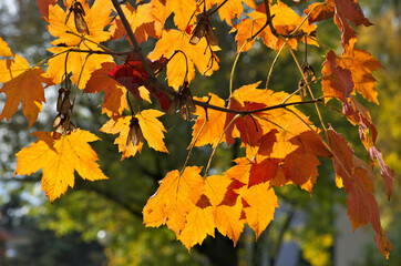 Autumn background with bright maple leafs in backlight