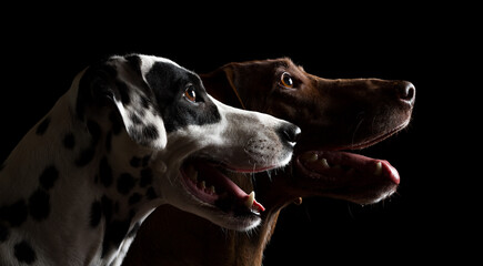 two cute dalmatian and hungarian vizsla pointer dogs close up head profile portrait on a black...