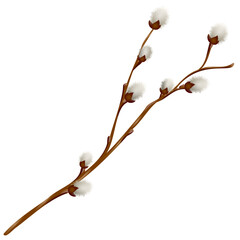 set of willow branches, design element and traditional symbol of the spring religious holiday of Easter