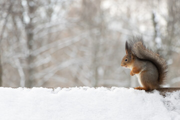 Fluffy squirrel sitting on the roof in winter.