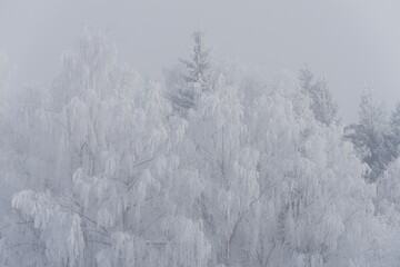 snow covered trees in winter and fog