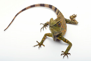 Forest Dragon ( Gonocephalus chamaeleontinus ) on a white background