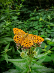 butterfly on flower