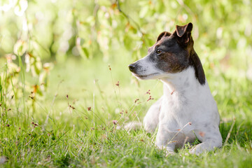 Naklejka na ściany i meble Hund liegt im Schatten unter einem Baum, Terrier beim Spaziergang im Park im Sommer ohne Leine