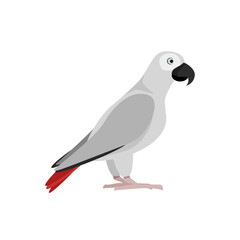Fototapeta premium Illustration of a gray parrot with red feathers in its tail side view