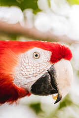 red macaw in the jungle