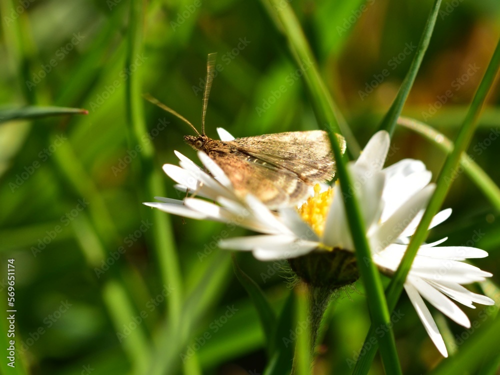 Wall mural Macro of Pyrausta despicata, the straw-barred pearl, brown moth, butterfly with long antenna