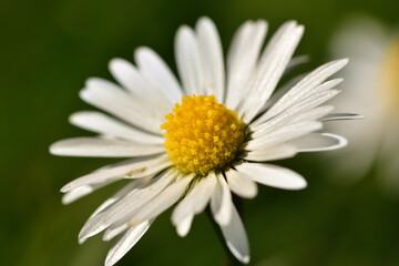 Obraz premium Macro of daisy - white and yellow flowerhead 