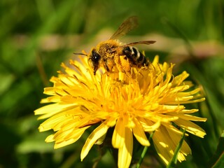 Macro of honey bee on Taraxacum officinale, the dandelion or common dandelion - yellow flower in spring