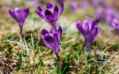 View of close-up spring flowers violet crocus.