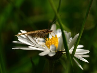 Macro of Pyrausta despicata, the straw-barred pearl, brown moth, butterfly with long antenna