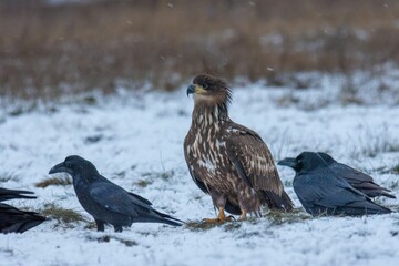 Close up of the white-tailed eagle (Haliaeetus albicilla) - large brown-white eagle on snow in winter