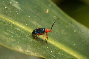 close up do pequeno Besouro de folha do cereal, de longas antenas, cor vermelha e carapaça azul...