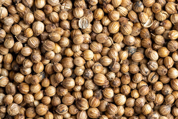 Dried coriander seeds with a strong pleasant aroma