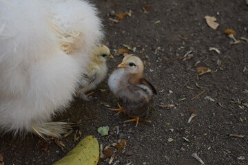 Baby chicks on their mother's lap waiting to be fed