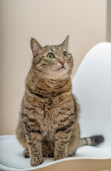Portrait of a domestic cat sitting on a white chair