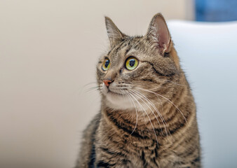 Portrait of a pet striped cat, close-up, looking at the camera