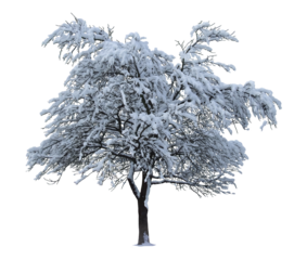 Winter tree isolated