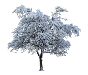 Fototapete Rund Bäume Winter tree isolated  © Yuriy Mazur