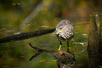 Black-crowned night heron fishing in a marsh along the St. Lawrence River