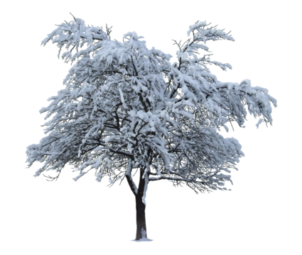 Winter tree isolated