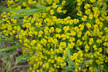 黄色く小さな花　マツバトウダイ