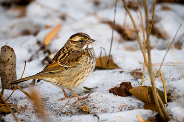 White-throated sparrow foraging for food on the ground in a national park.