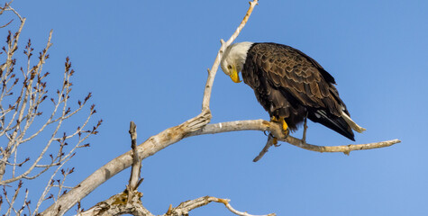 Bald eagle bowed
