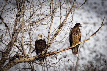 Bald eagle and Golden Eagle