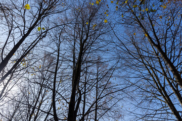 Branches of trees without foliage in mid-autumn