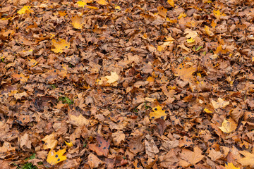 Autumn foliage on trees in Europe