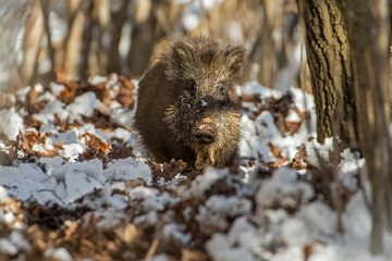 Young wild boar (Sus scrofa) looking for acorns and chestnuts in a snowy forest in the warm sunset light. Alps mountains, Italy.
