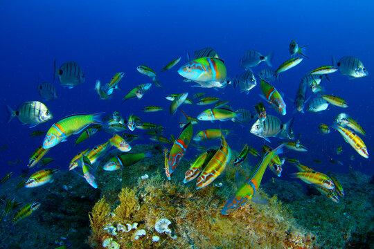 Grupo de peces Pejeverde comiendo algas en el fondo del mar