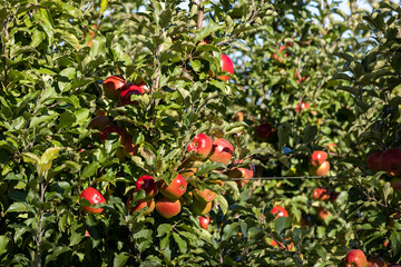 Apple orchard with red ripe apples on branches